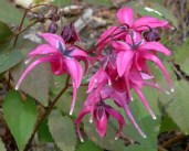 Epimedium grandiflorum Red Beauty